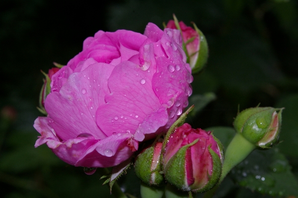 Nature blossom prickly plant Photo