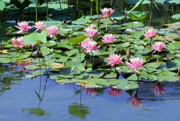 Foto Acqua natura fiore pianta