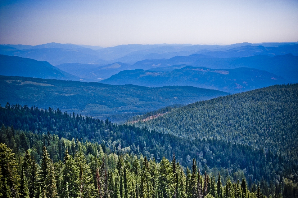 Landschaft baum natur wald