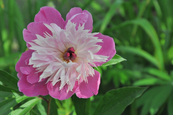 Nature blossom plant flower Photo