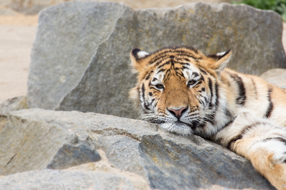 Animais selvagens jardim zoológico gato mamífero