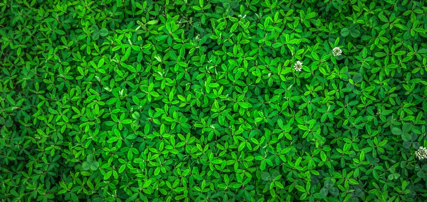 Nature grass abstract plant Photo