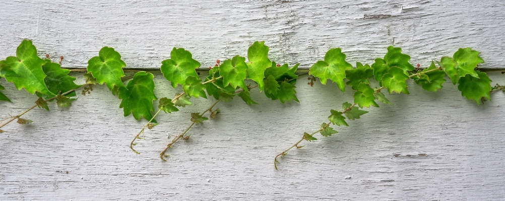 Foto Natura astratto pianta legna