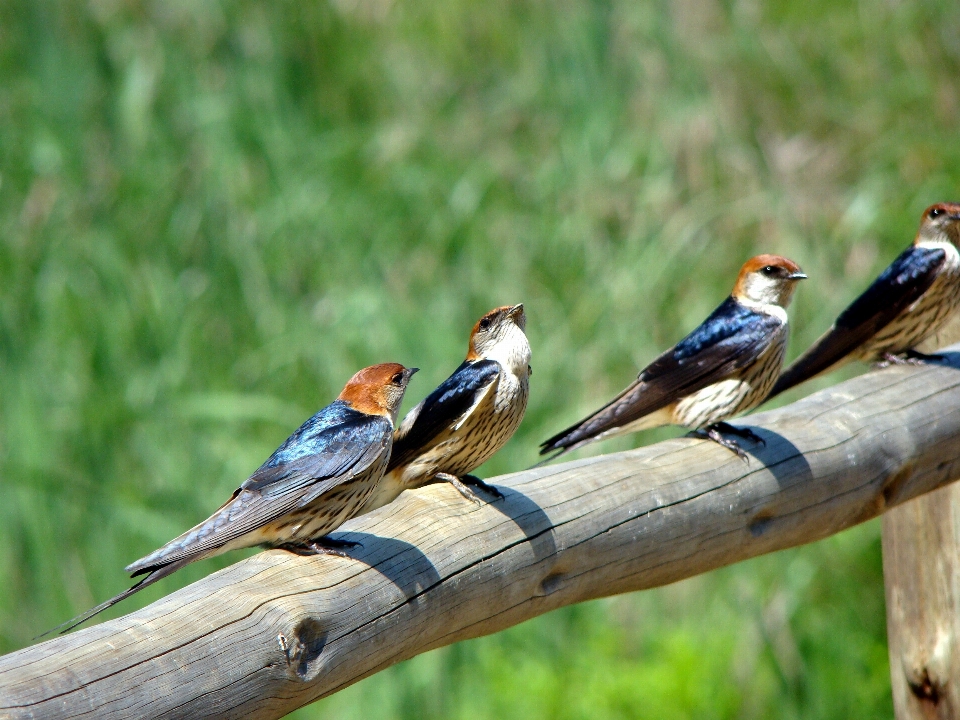 Naturaleza rama pájaro ala