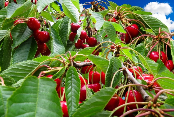 Tree branch plant fruit Photo