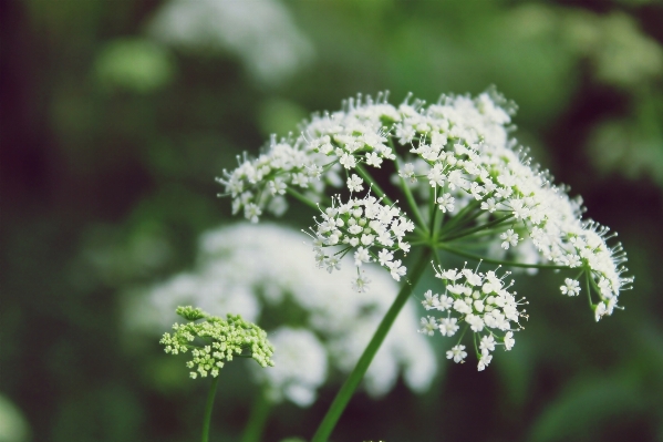 Nature branch blossom plant Photo