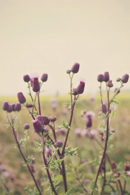 Landschaft natur blüte anlage