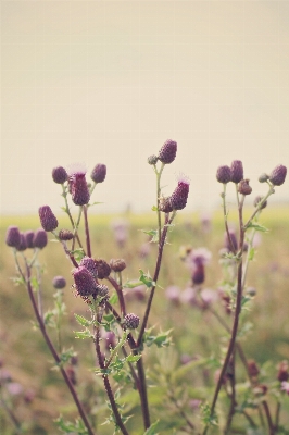 Landscape nature blossom plant Photo