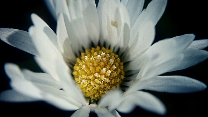 自然 シルエット 花 ライト 写真