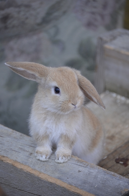 Animais selvagens mamífero fauna coelho