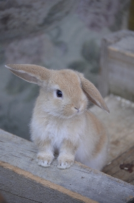 Photo Faune mammifère fauna lapin