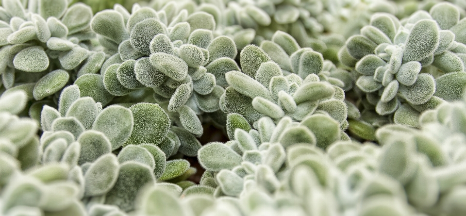 Nature plant leaf flower