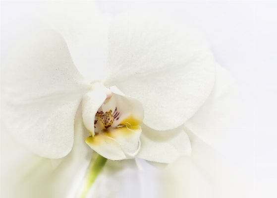 花 植物 白 花弁 写真