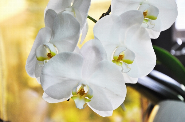 花 植物 白 花弁 写真