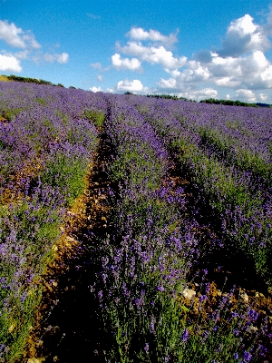 Nature blossom plant field Photo