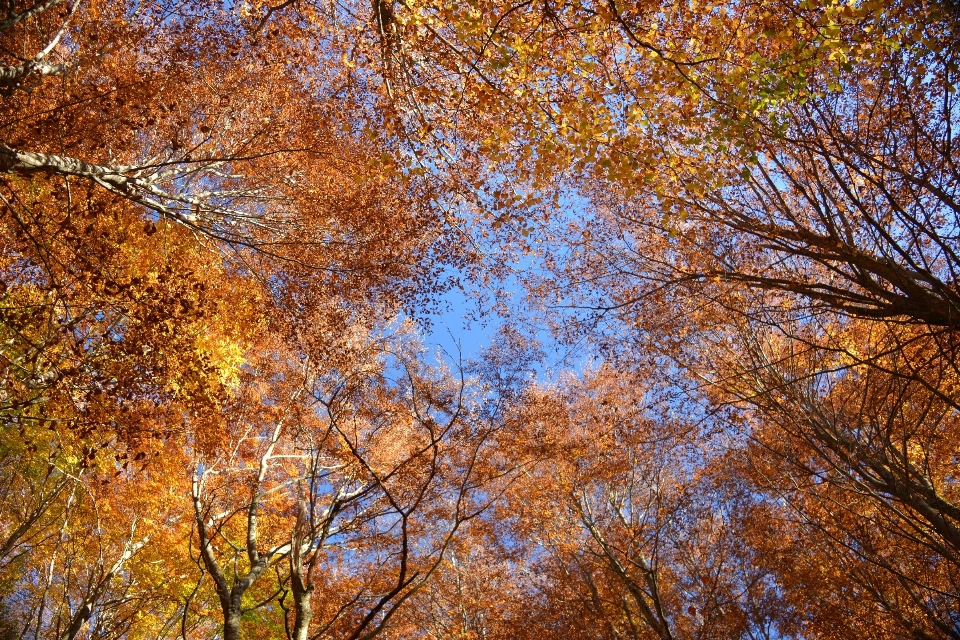 Tree nature forest branch