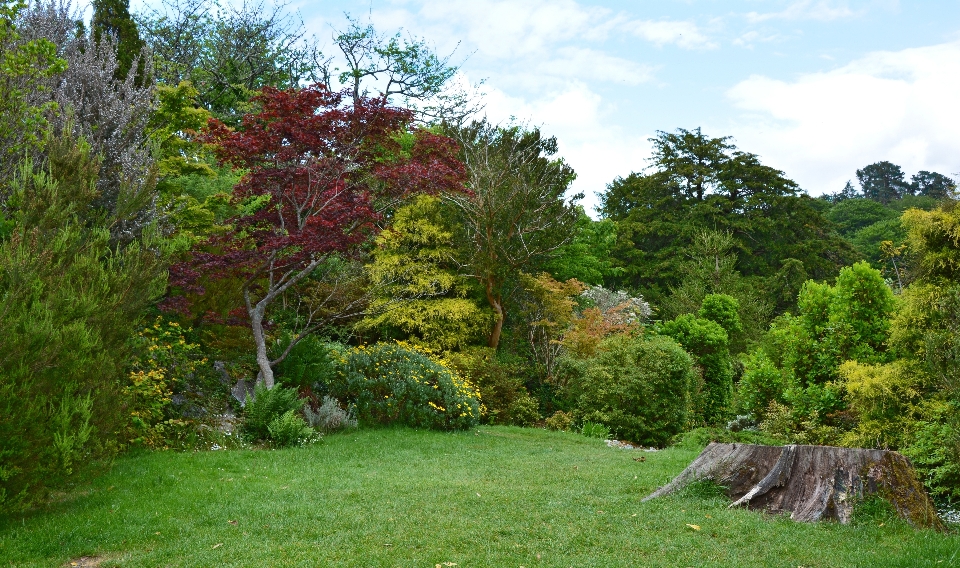 Paisaje árbol naturaleza bosque