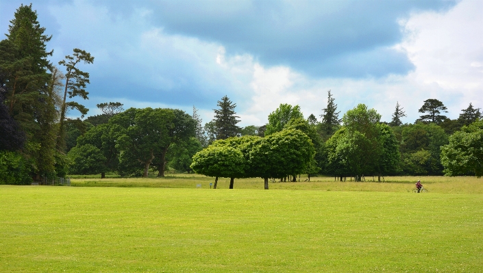 Landscape tree grass light Photo