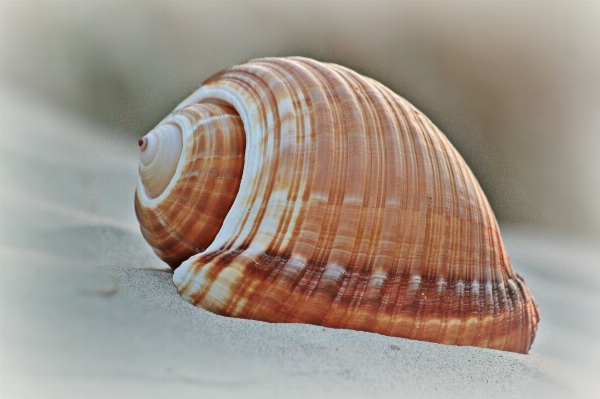 Foto Praia costa natureza areia