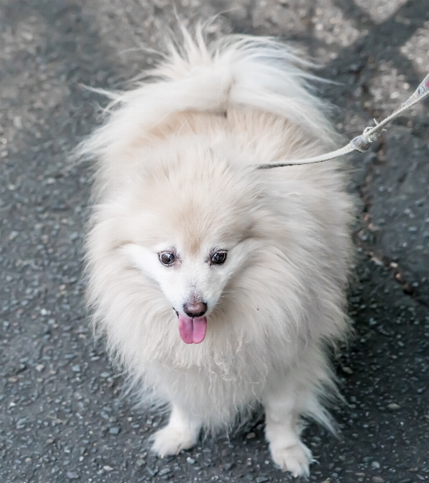 White dog animal cute