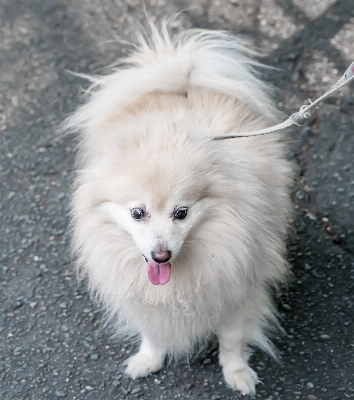 White dog animal cute Photo