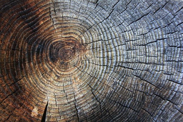 Tree structure wood grain Photo