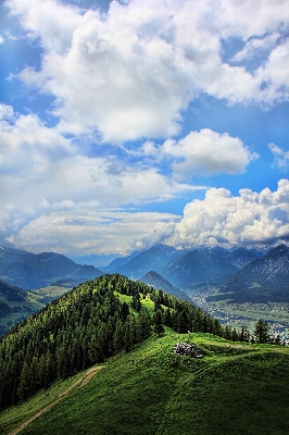 Landscape tree nature forest Photo