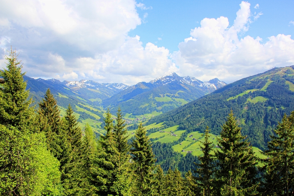 Paisaje árbol naturaleza bosque