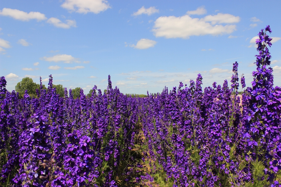 Nature fleurir usine champ