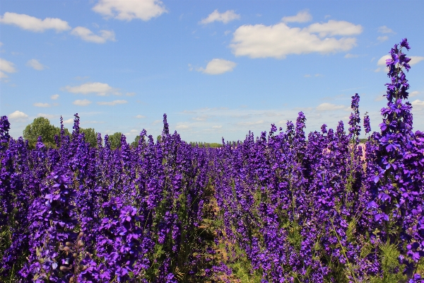 Natur blüte anlage feld Foto