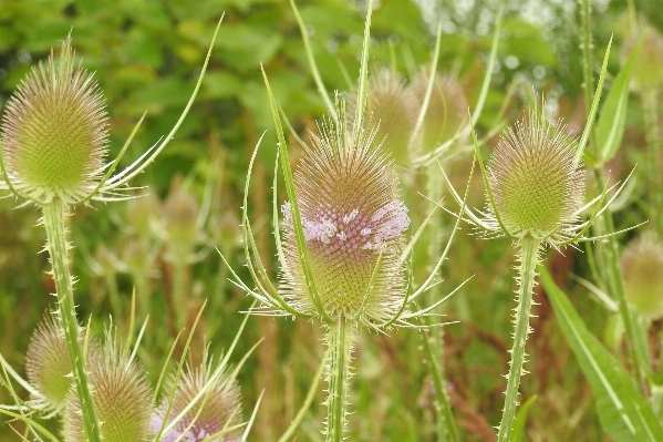 Grass prickly plant photography Photo