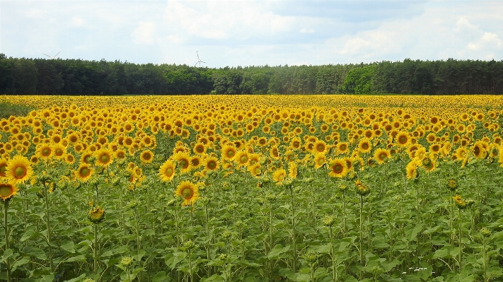 Landscape blossom plant field Photo