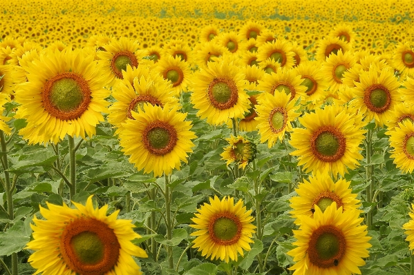 Blossom plant field flower Photo