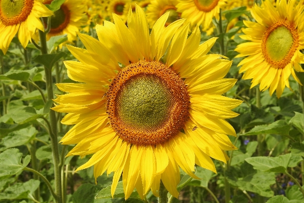 Foto Florecer planta campo flor