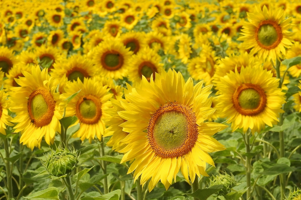 Florecer planta campo flor