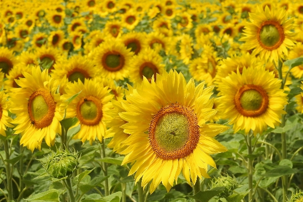 Foto Florecer planta campo flor