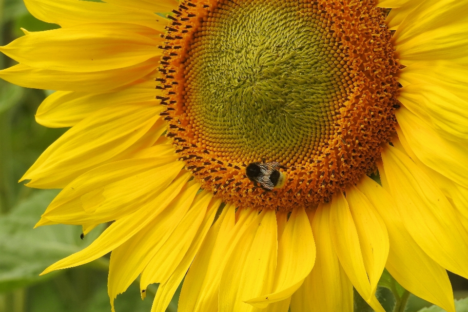 Florecer planta campo flor