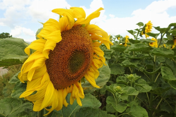 Blossom plant field flower Photo