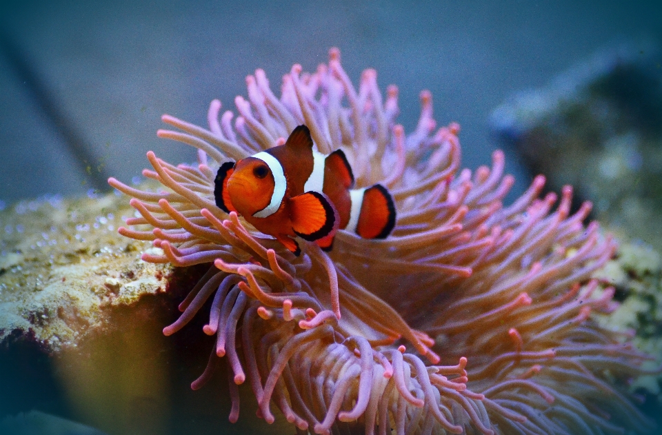 Fotografie blume unter wasser schwimmen