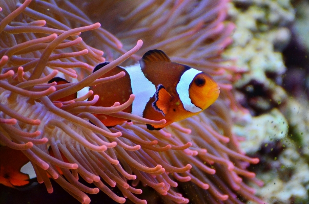 Underwater swim biology fish Photo