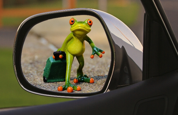 Foto Burung teknologi mobil imut-imut