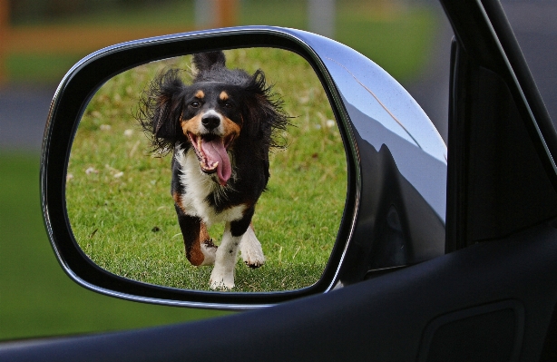 Foto Roda anjing mamalia sedih