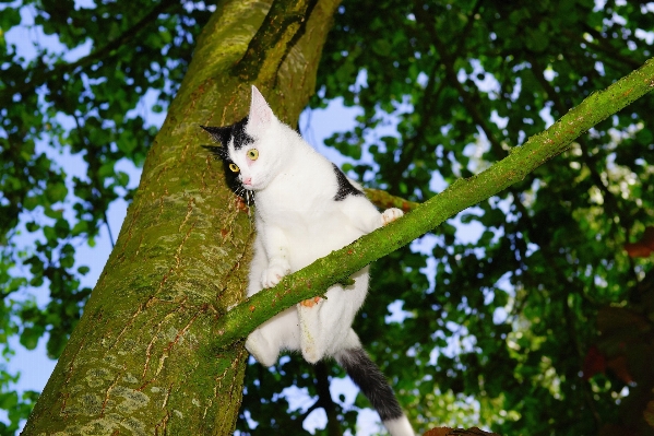 Foto Albero natura ramo bianco e nero
