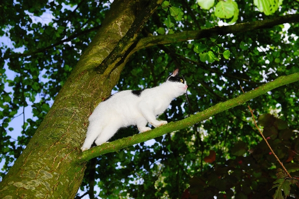 Foto Pohon alam hutan cabang