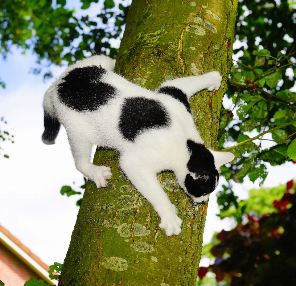 árvore natureza preto e branco
 animal