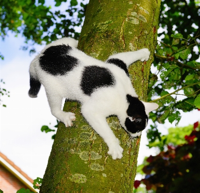 Foto Pohon alam hitam dan putih
 satwa