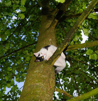 Foto Pohon alam hutan cabang