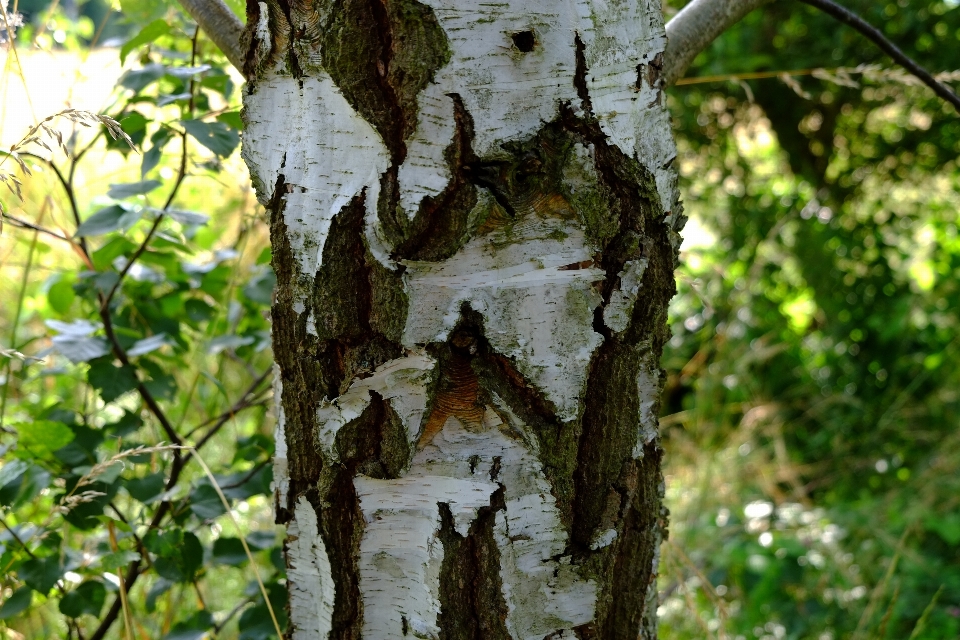 Tree nature forest branch