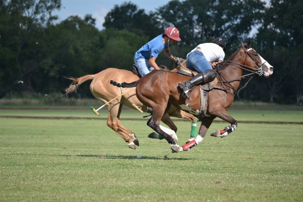 Sports jockey ball game eventing Photo