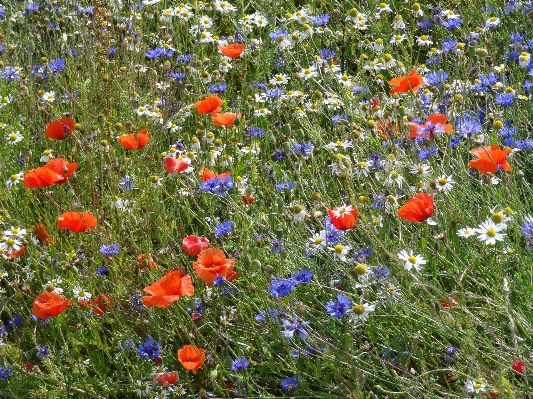 Grass plant field meadow Photo